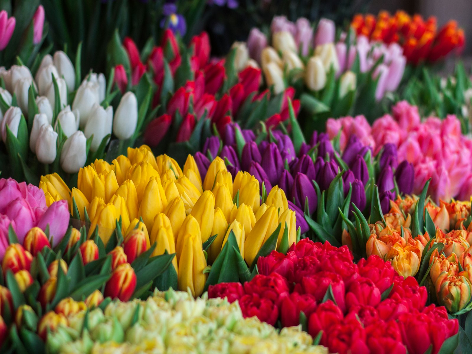 A bunch of fresh tulips